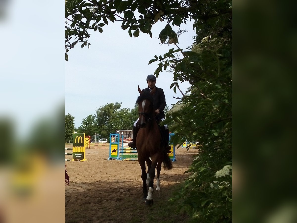 600€ PFERDE, TRAINING, EINREITEN, AUSBILDEN,TURNIER 600€