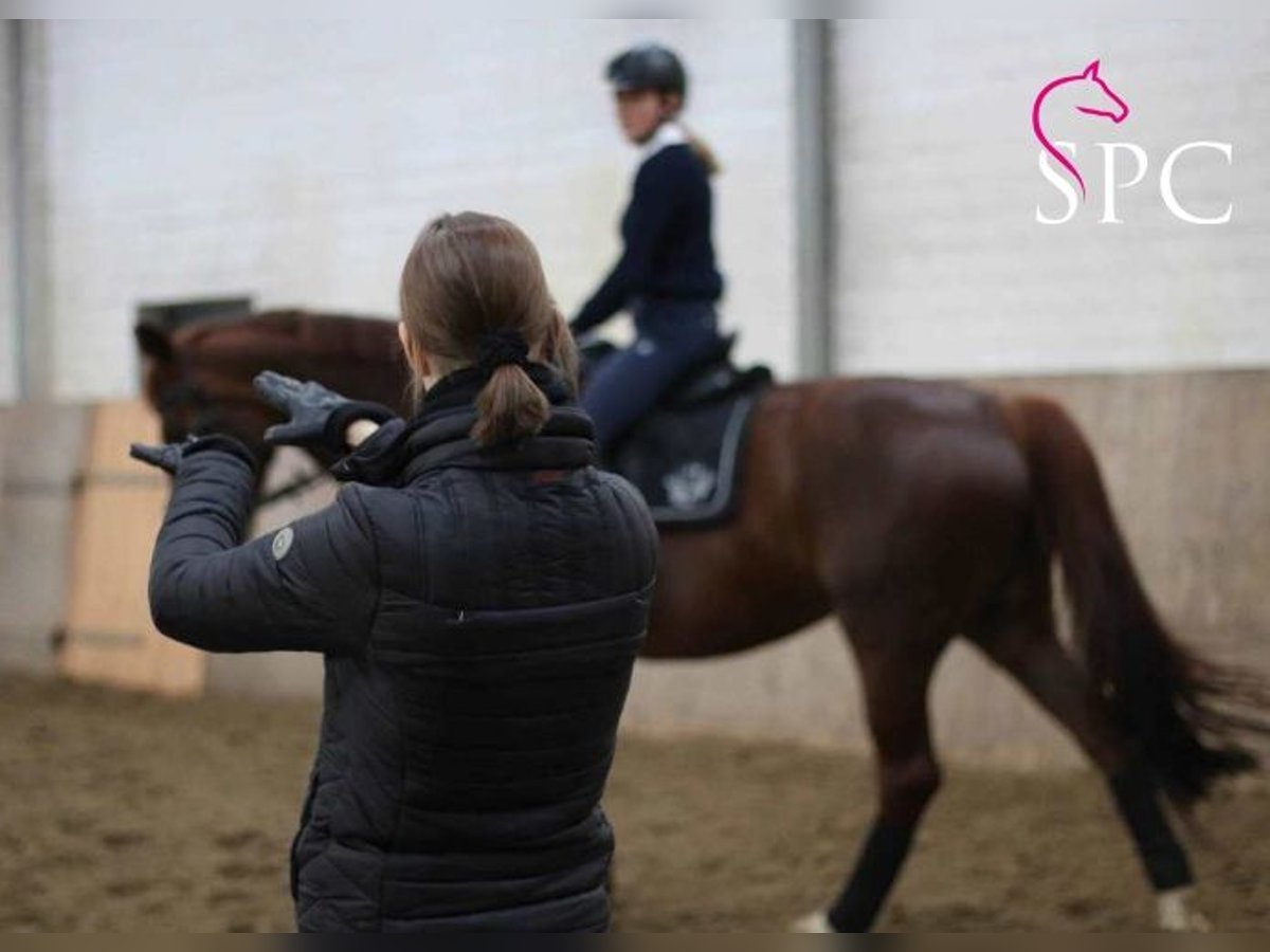 Corso di dressage + giornata informativa * RuF Estetal e.V. / Hollenstedt