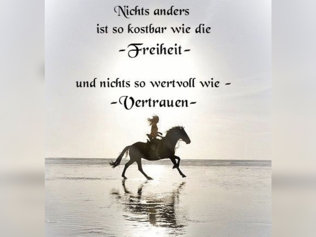 Supporto professionale individuale per cavallo e cavaliere