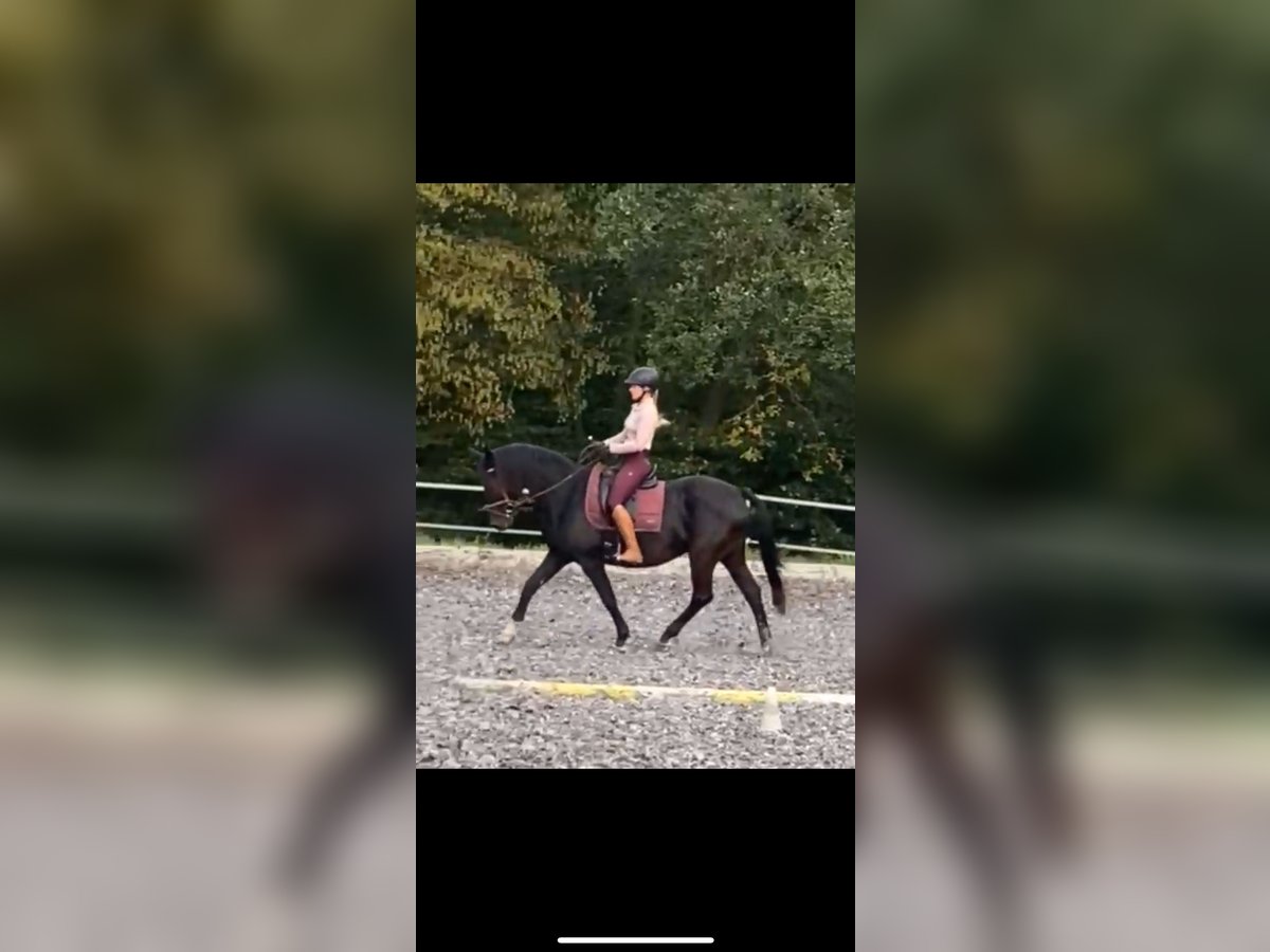 Workshop: Feinfühliges Reiten am 26.04.25 