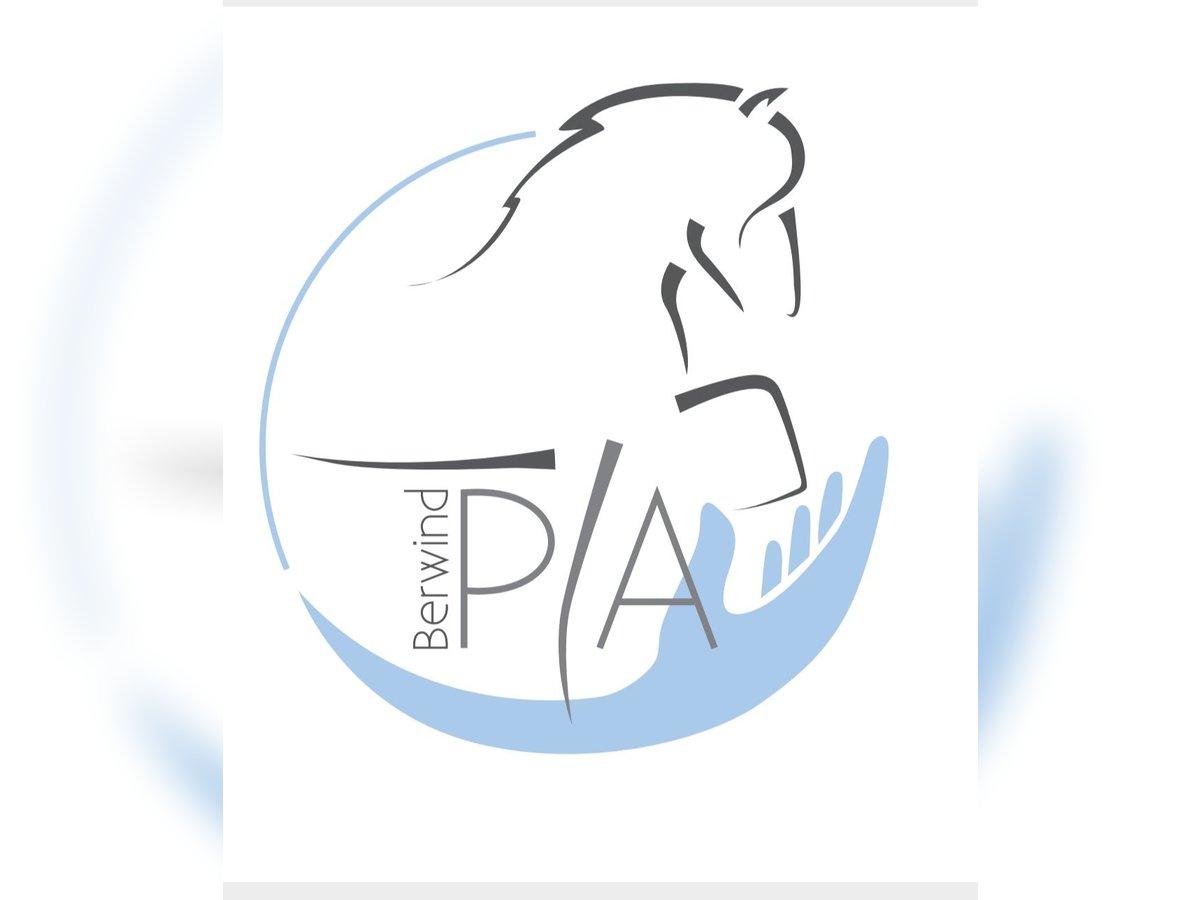 Mobilen Reitunterricht und Kinderunterricht auf gut ausgebildeten Islandpferden