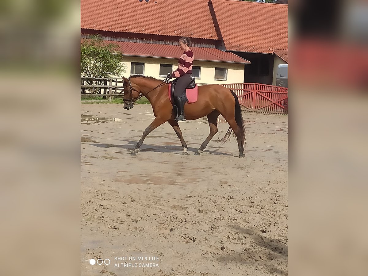 Qualifizierte  Reitunterricht 