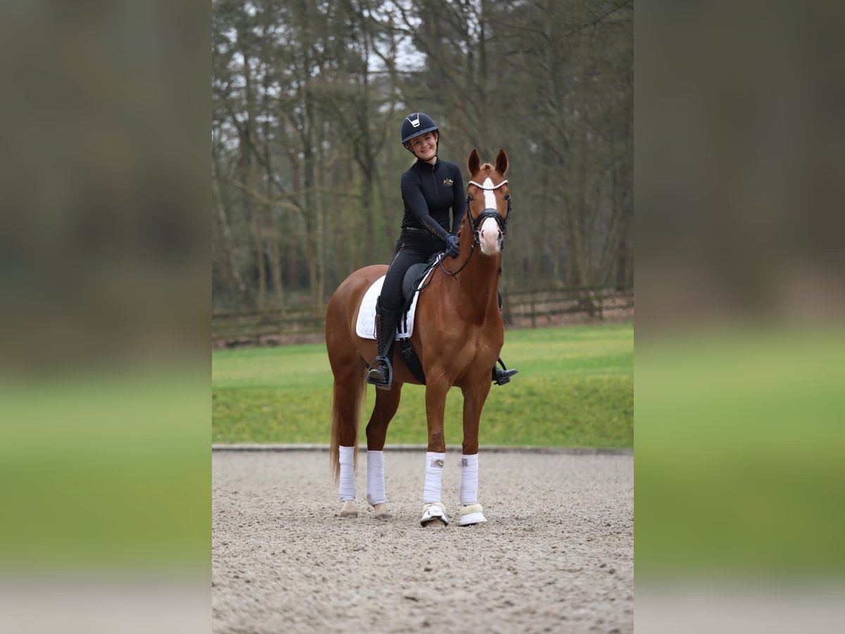 Box Frei, Full Sevice, Einsteller gesucht, Reitstall Box Frei, Full Sevice, Einsteller gesucht, Reitstall