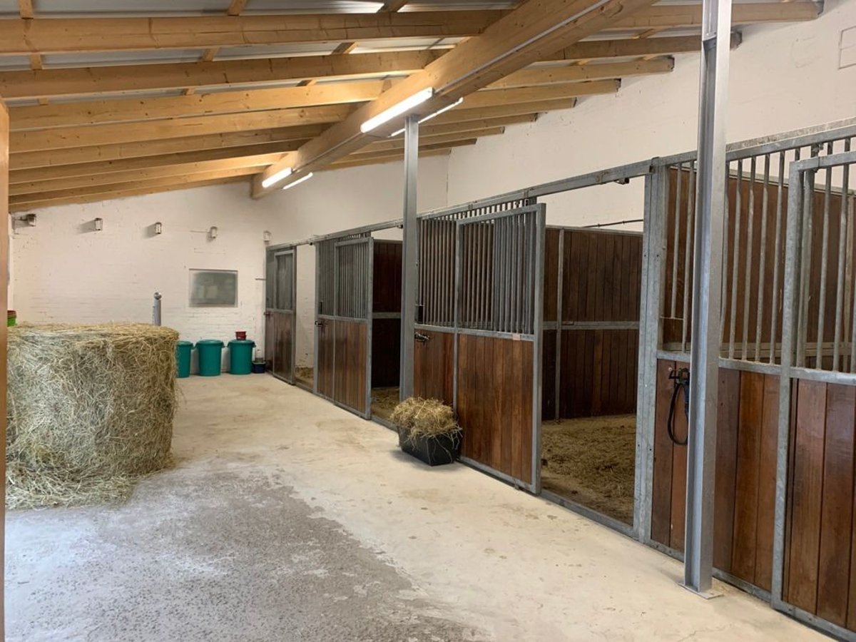 Pferdebox frei für Wallach 