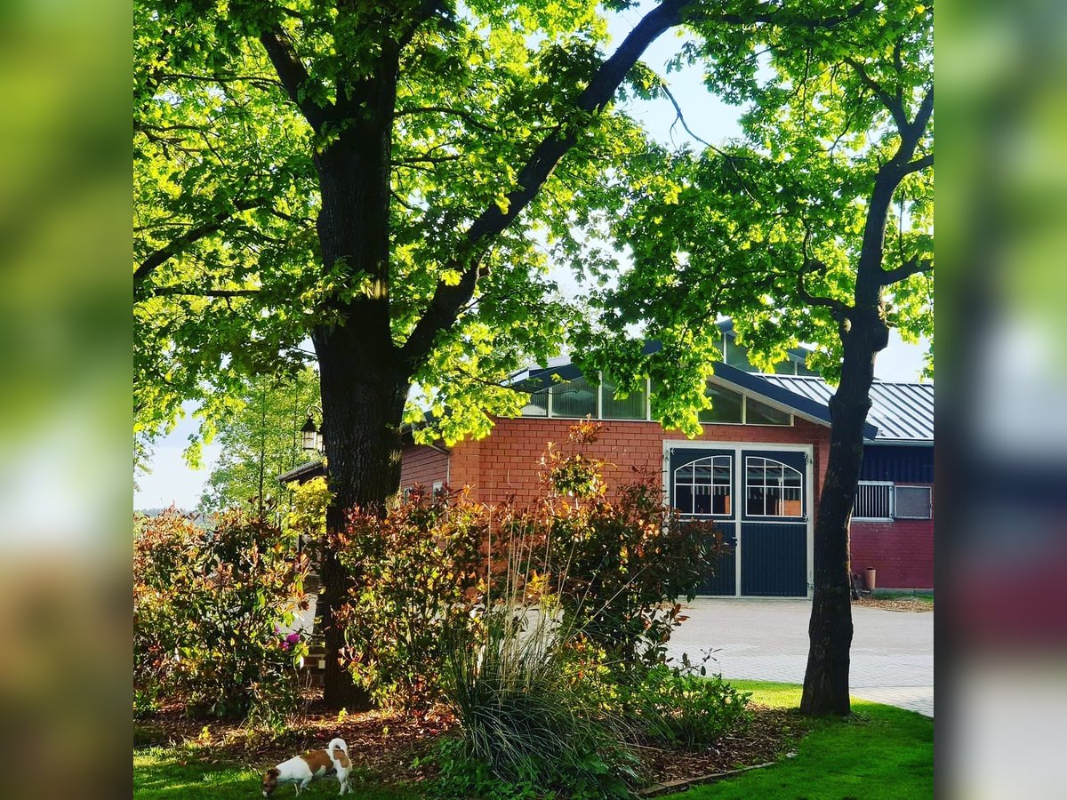 Turnierstall Boxen frei