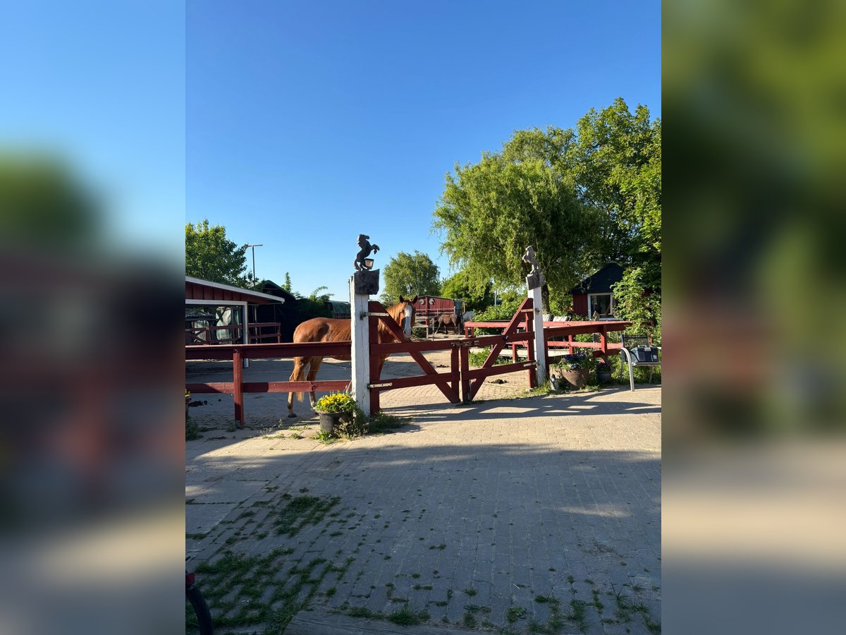 Freier Platz in Aktivstall