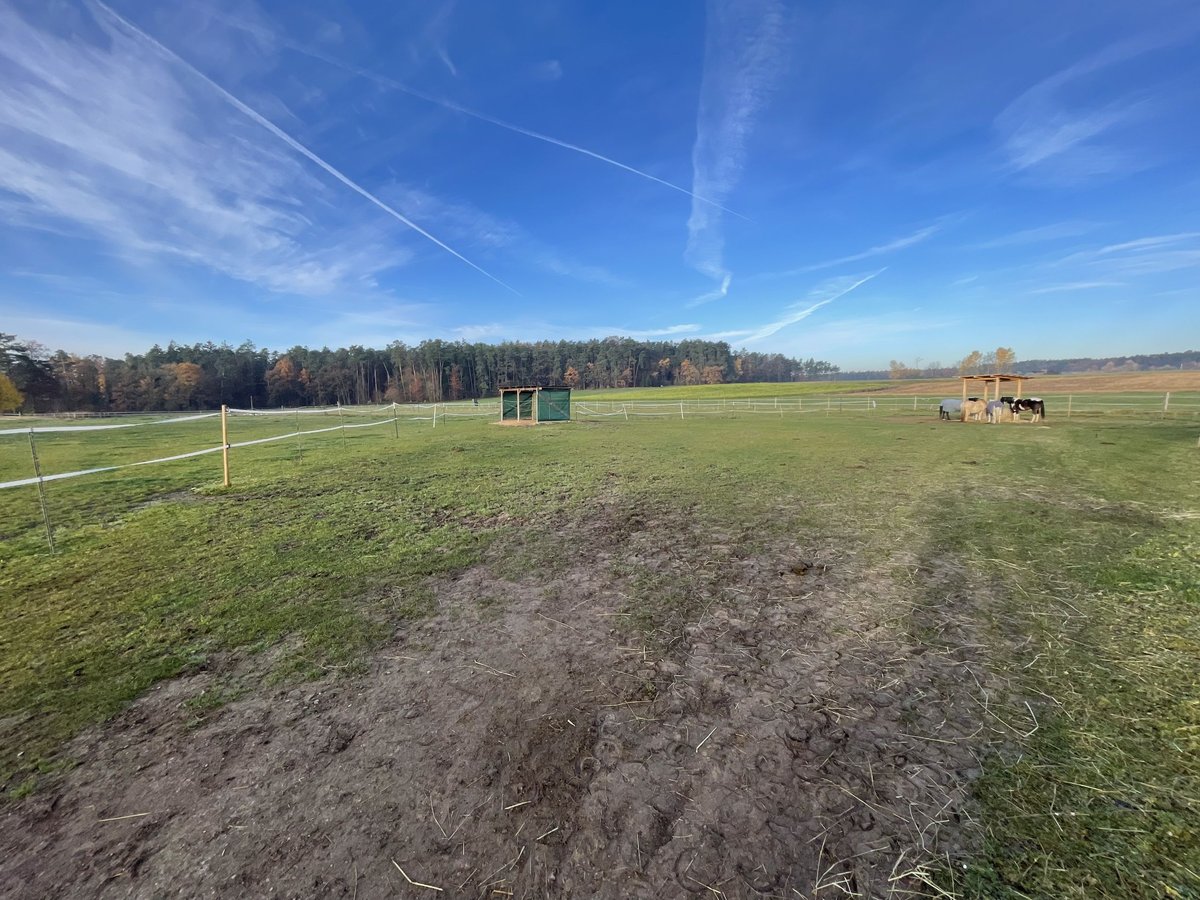 Offenstallplatz für Stute (bis 1.60m)