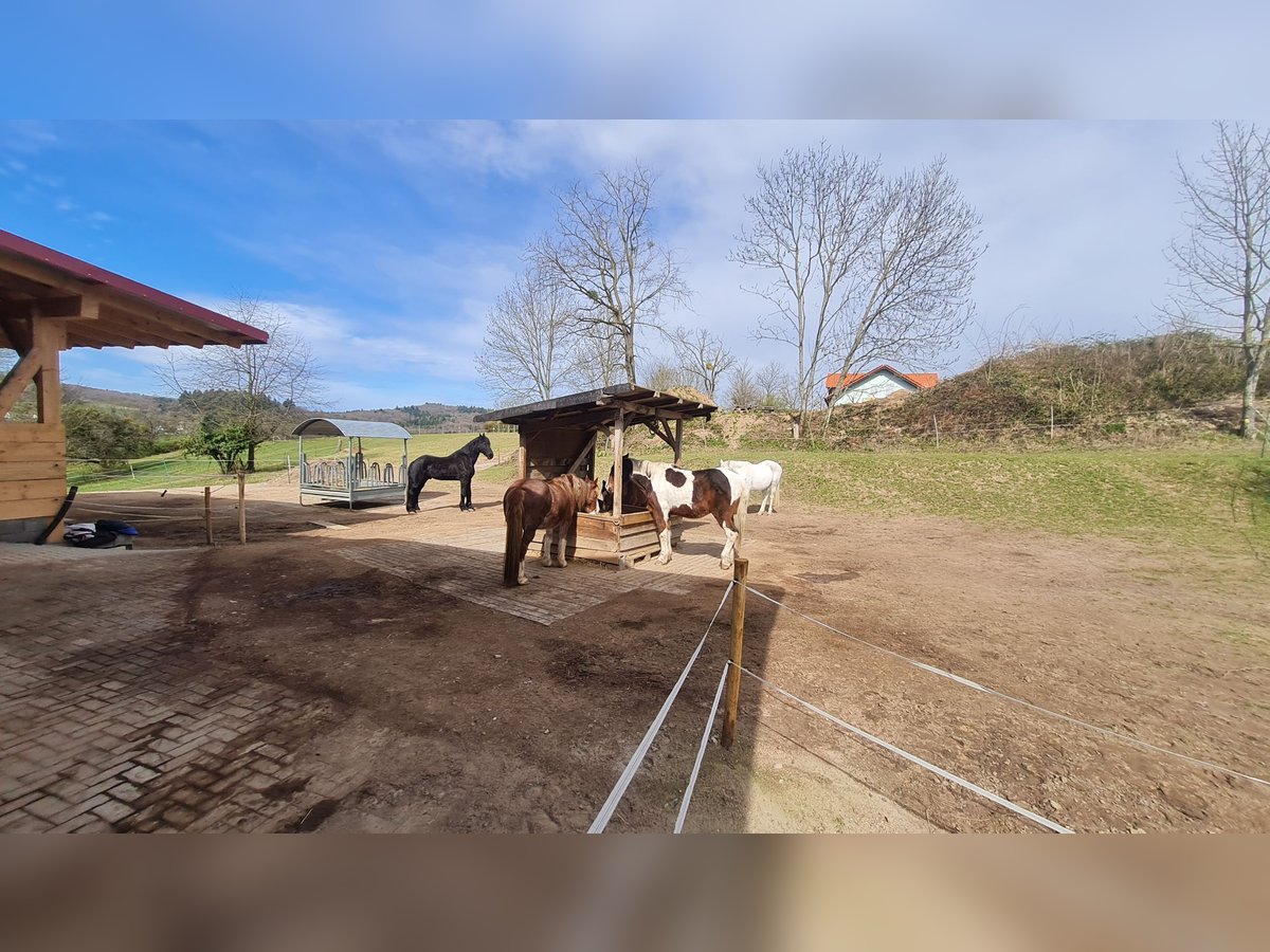 Offenstallplatz im vorderen Odenwald 