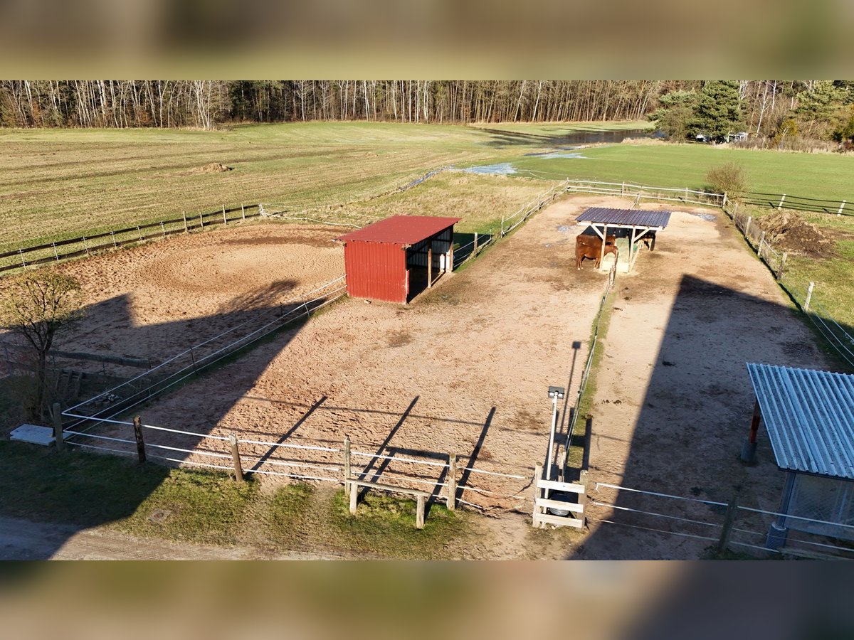 Offenstallplatz Stute Wallach Pferdestall Nürnberg
