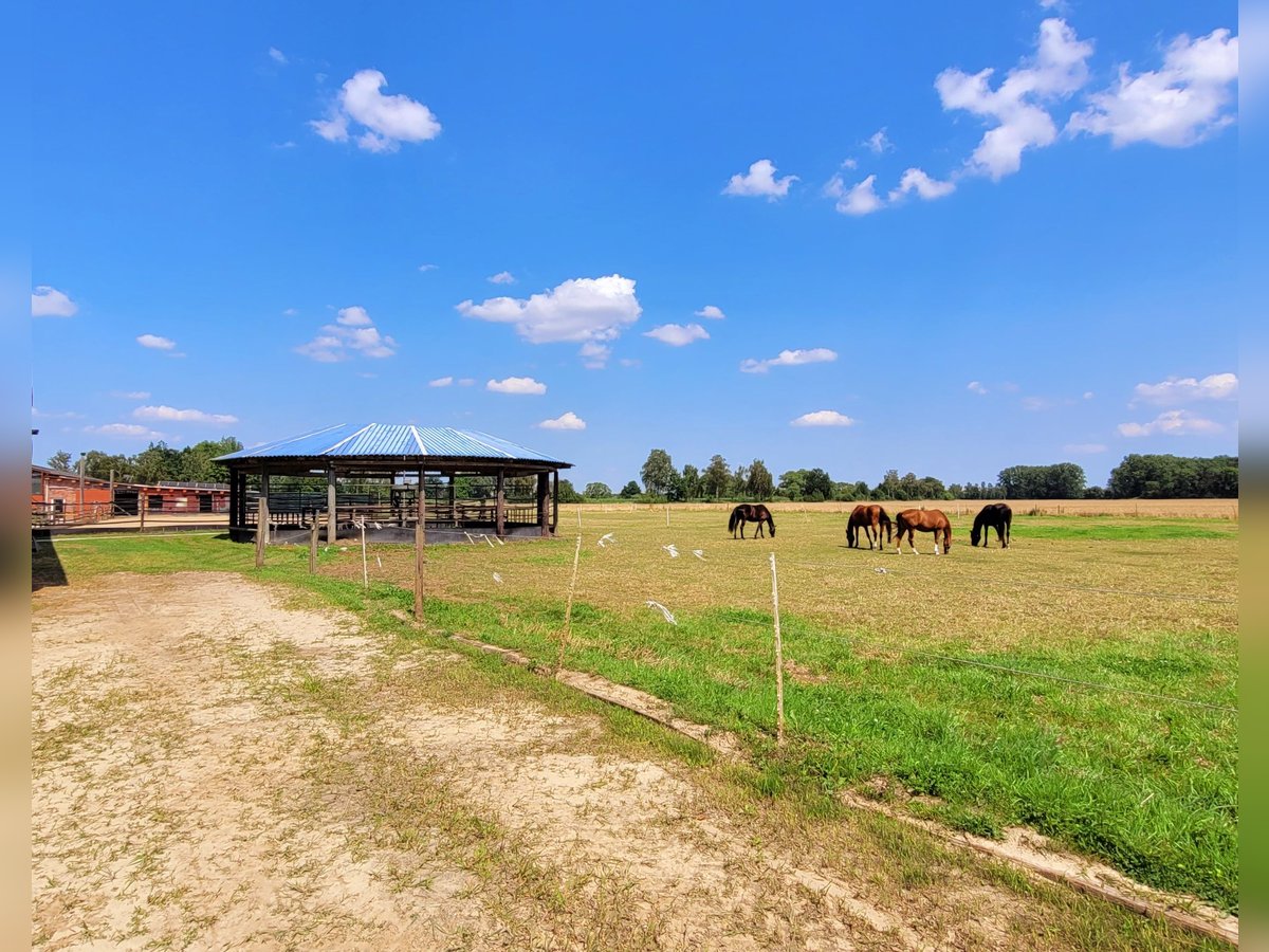 Professionelle Reit- und Zuchtanlage im Kreis Soest Westfalen