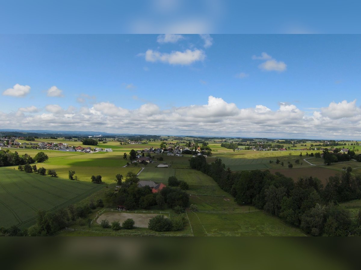 Rarität im OÖ Salzkammergut,  Nähe Gmunden, Österreich 