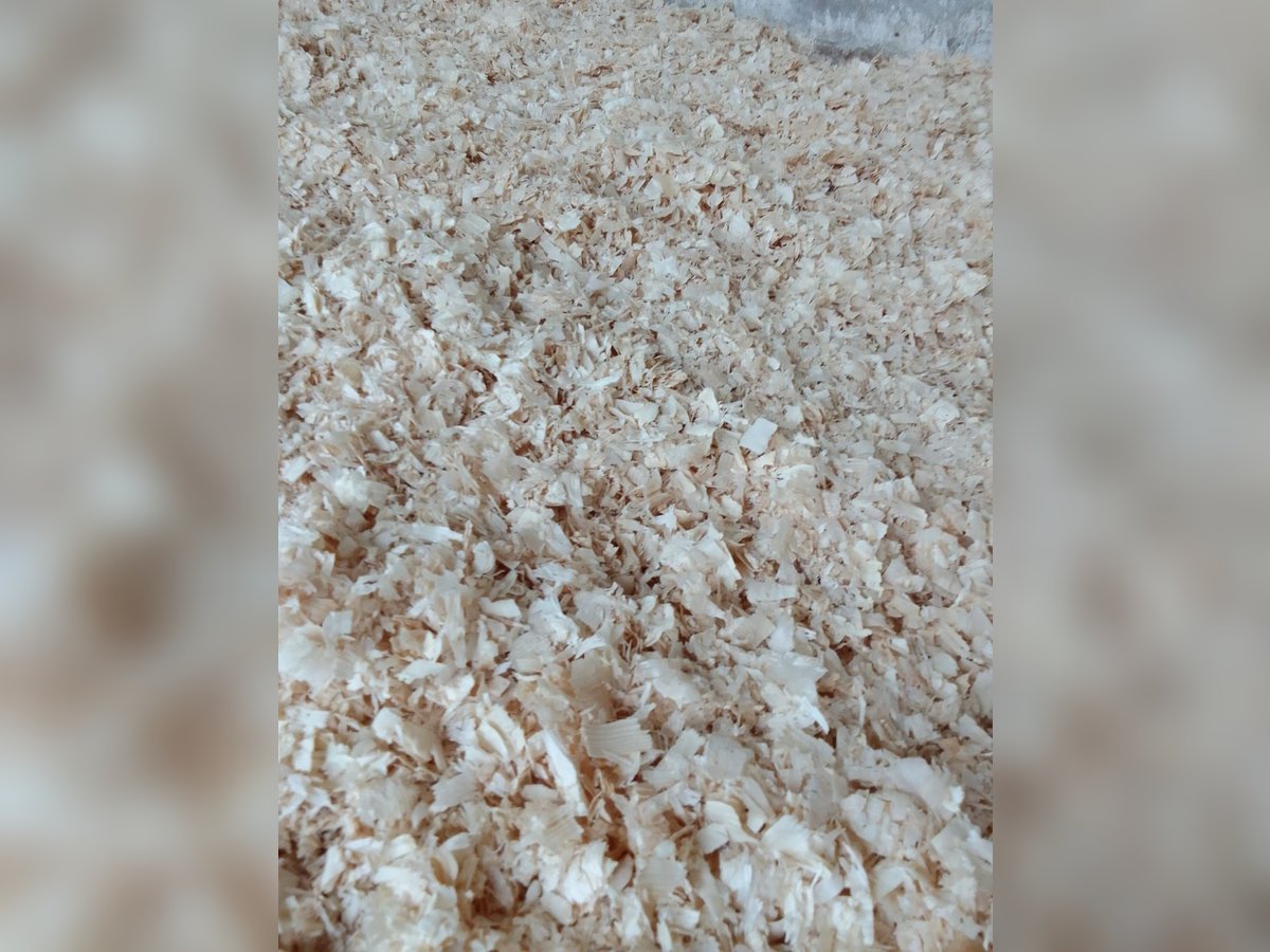 Lettiera in truciolo di abete bianco