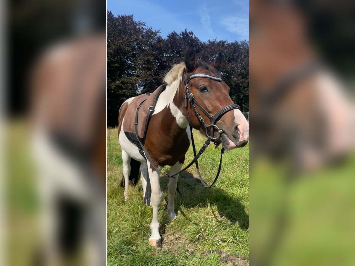 Piccolo Pony Tedesco Castrone 3 Anni 125 cm Pezzato in Norderstedt