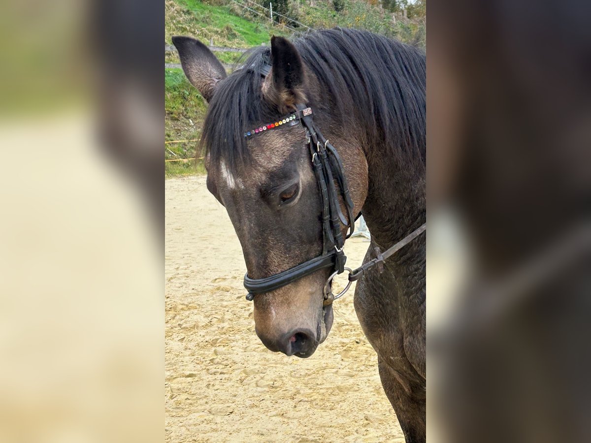 Piccolo Pony Tedesco Giumenta 23 Anni 154 cm Pelle di daino in Olsberg