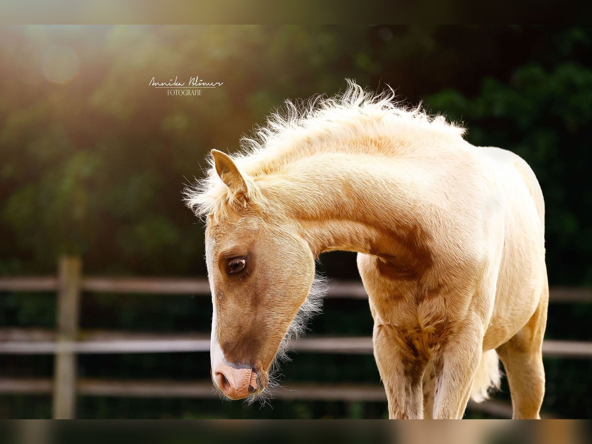 Piccolo Pony Tedesco Giumenta  158 cm Palomino in Grevenbroich