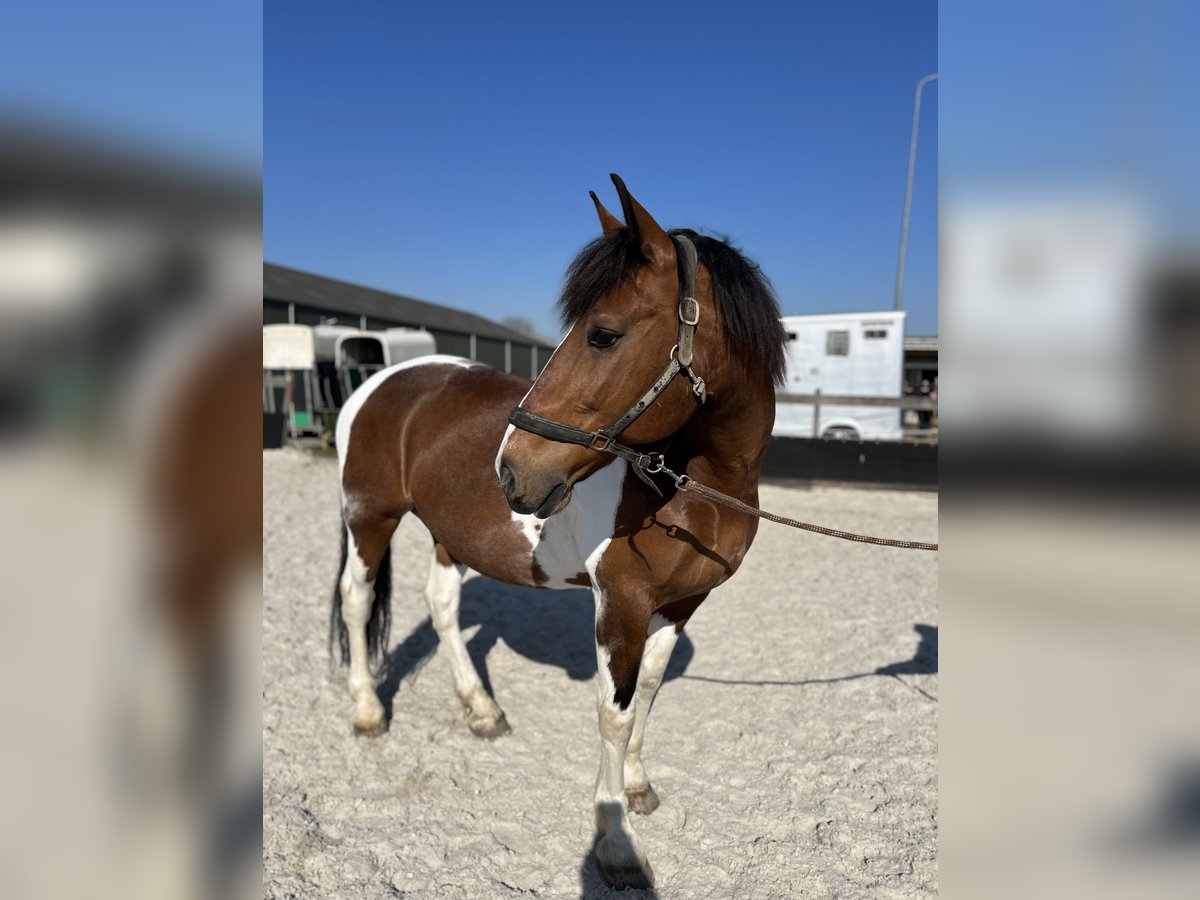 Pinto barroco Mestizo Caballo castrado 15 años 165 cm in Ritthem