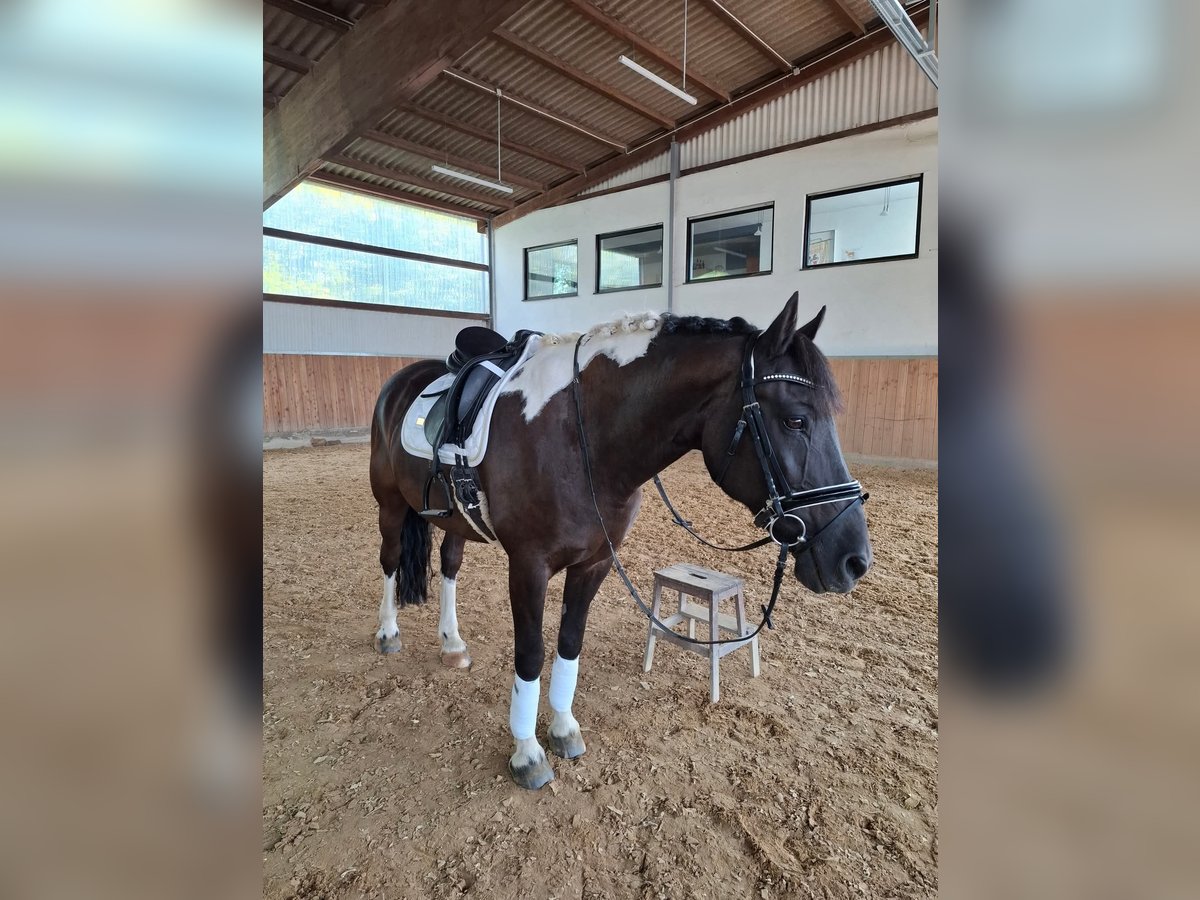 Pinto barroco Caballo castrado 17 años 160 cm in Dinkelsb&#xFC;hl