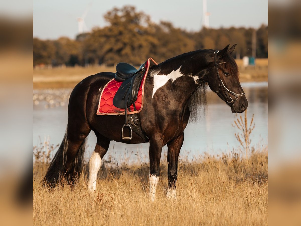 Pinto barroco Mestizo Caballo castrado 4 años 165 cm Pío in Rhede