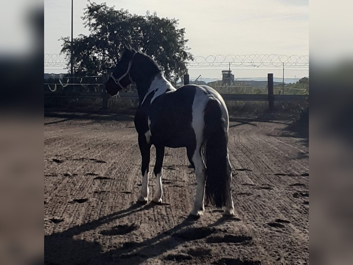 Pinto barroco Mestizo Caballo castrado 7 años 150 cm Pío in Mannheim