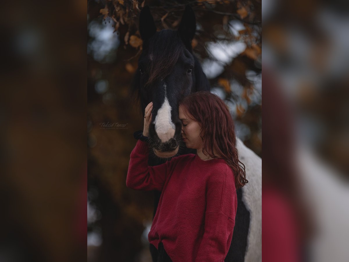 Pinto barroco Caballo castrado 8 años 159 cm Pío in Stöttwang