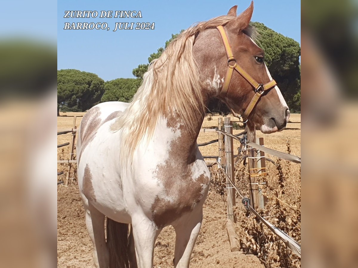 Pinto barroco Mestizo Semental 3 años Pío in Chiclana de la Frontera