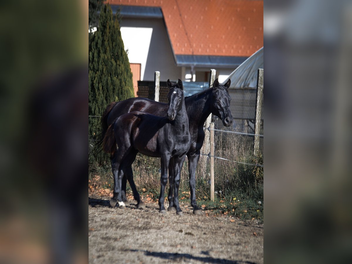 Pinto barroco Semental Potro (04/2025) Negro in Ptuj