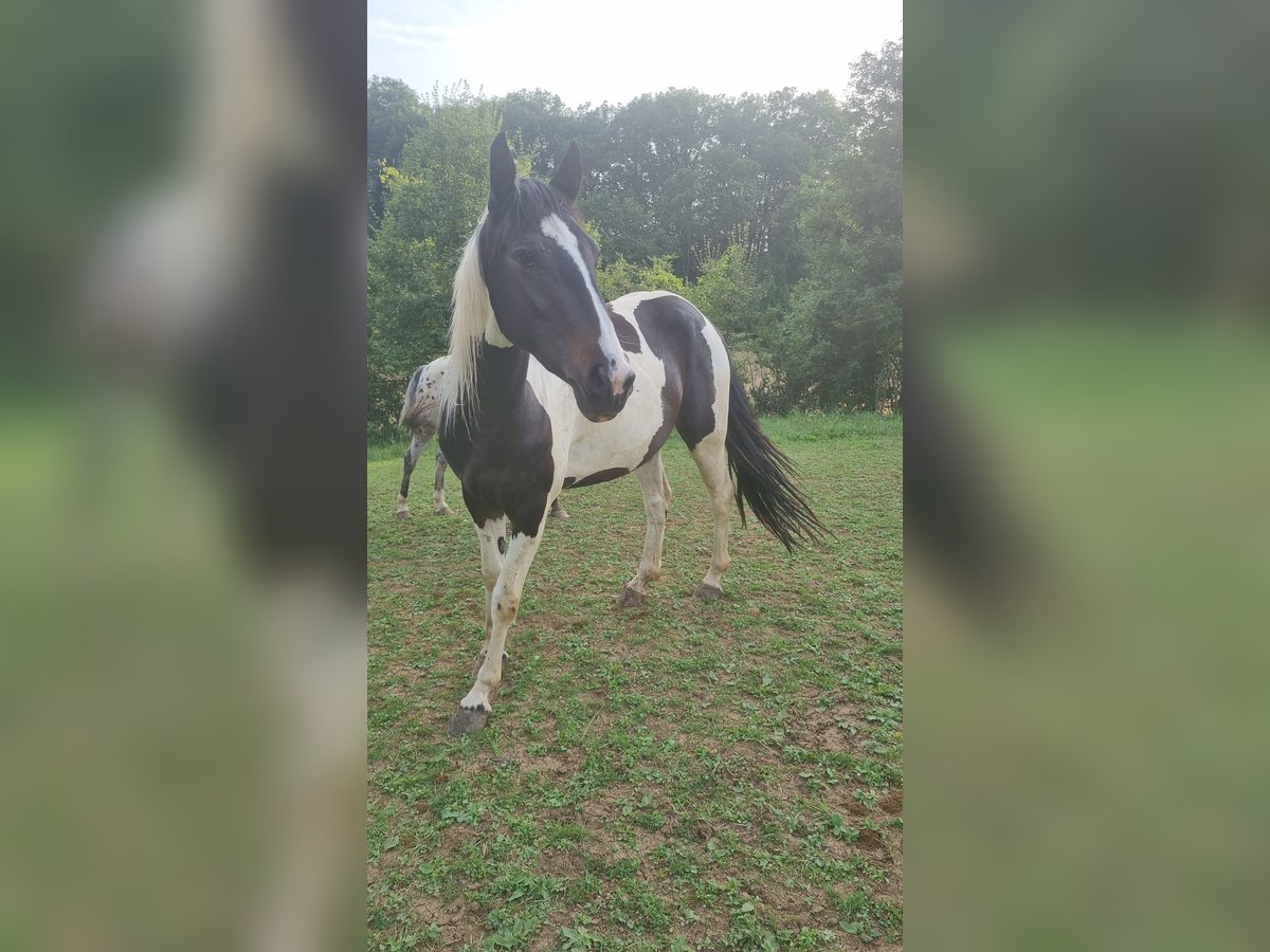 Pinto barroco Yegua 2 años 150 cm Pío in Schefflenz