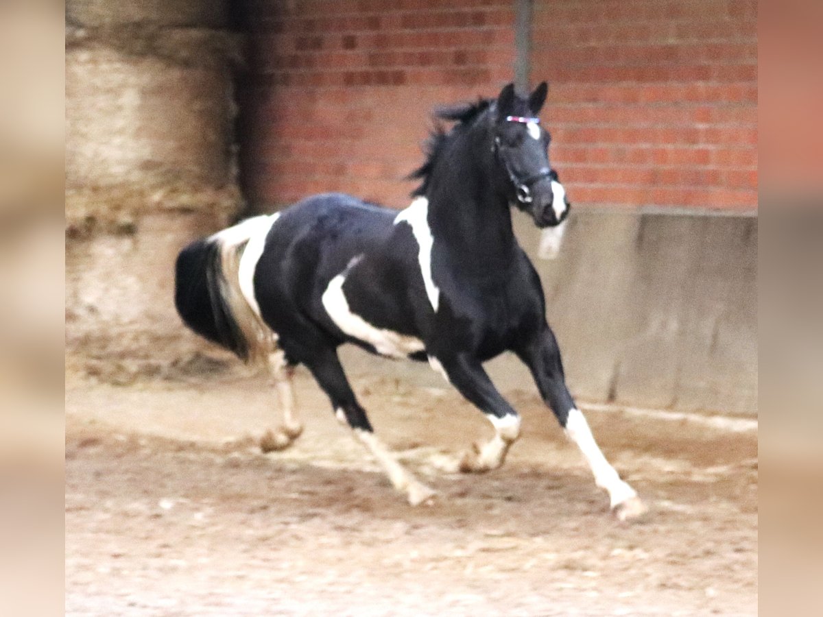 Pinto barroco Yegua 3 años 164 cm Pío in uelsen