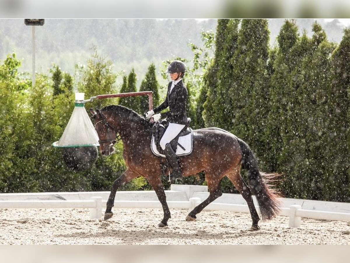 Pinto barroco Yegua 7 años 165 cm Alazán-tostado in Andalusia