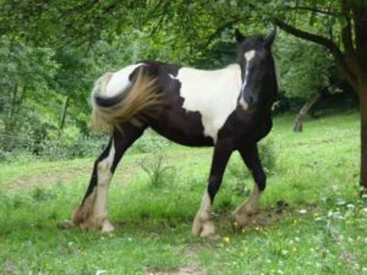 Pinto barroco Yegua 9 años 155 cm Pío in Pottenstein