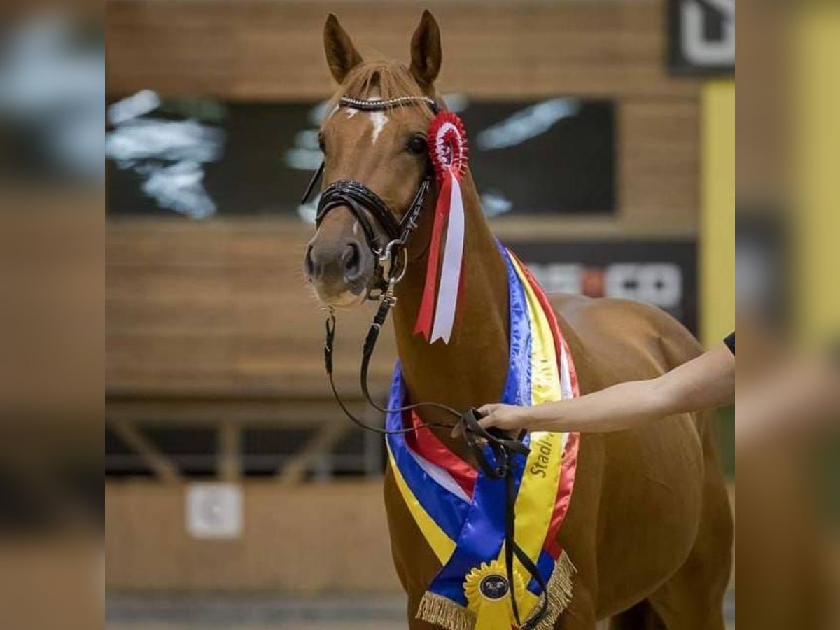 Pinto Horse Castrone 11 Anni 160 cm Sauro in Golling