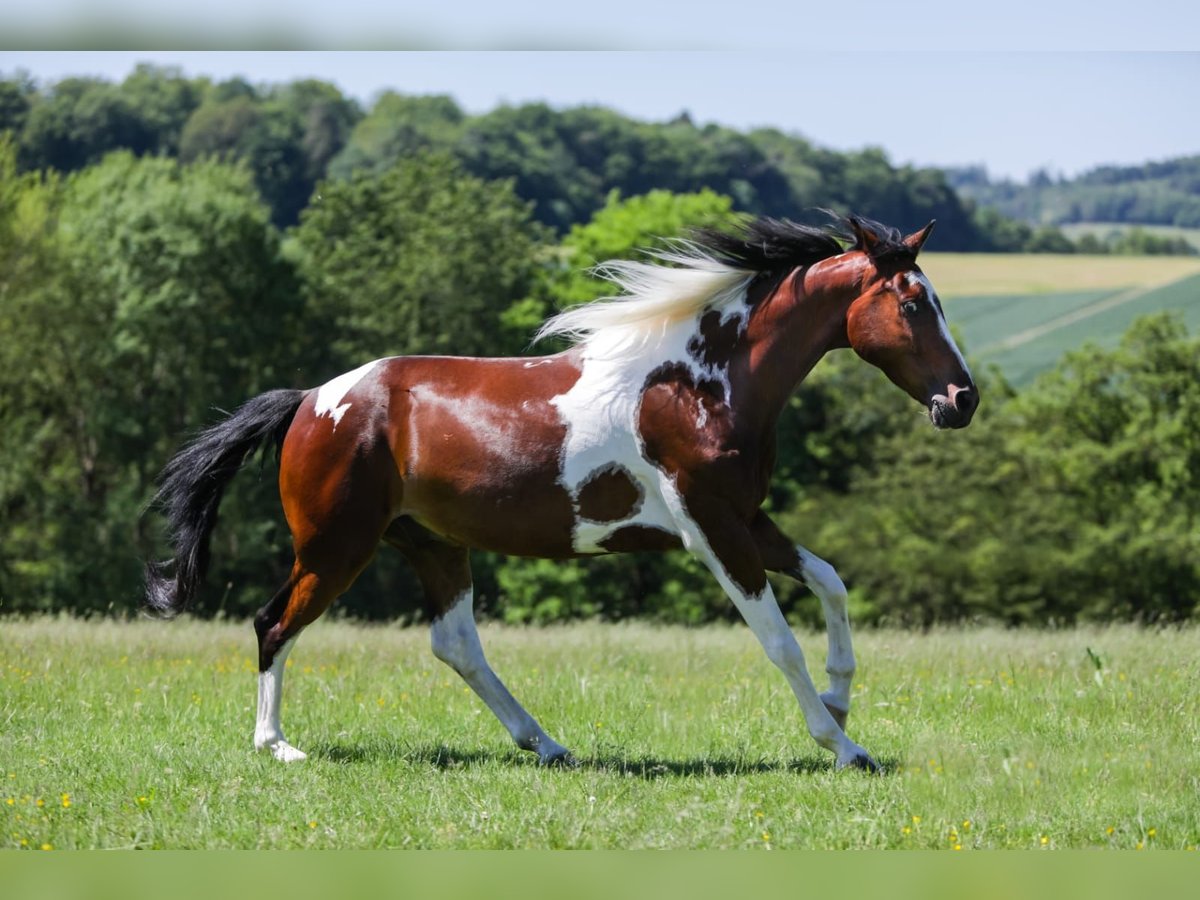 Pinto Horse Mix Castrone 12 Anni 162 cm Pezzato in Dornburg