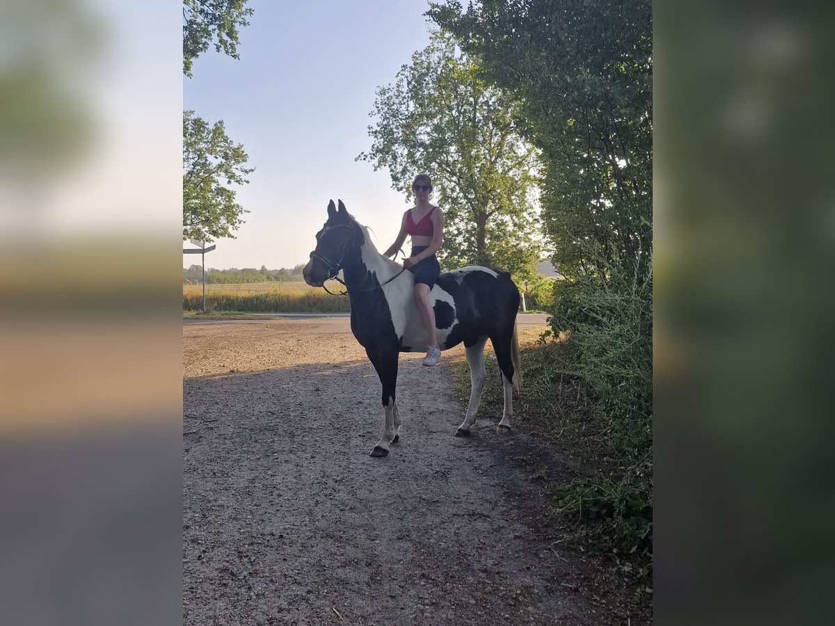 Pinto Horse Castrone 14 Anni 160 cm Pezzato in Groß Grönau