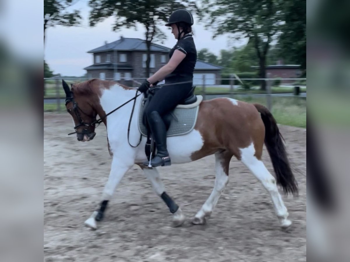 Pinto Horse Castrone 16 Anni 148 cm Pezzato in Ostrhauderfehn