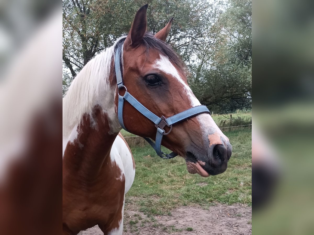 Pinto Horse Mix Castrone 18 Anni 150 cm Pezzato in Moormerland