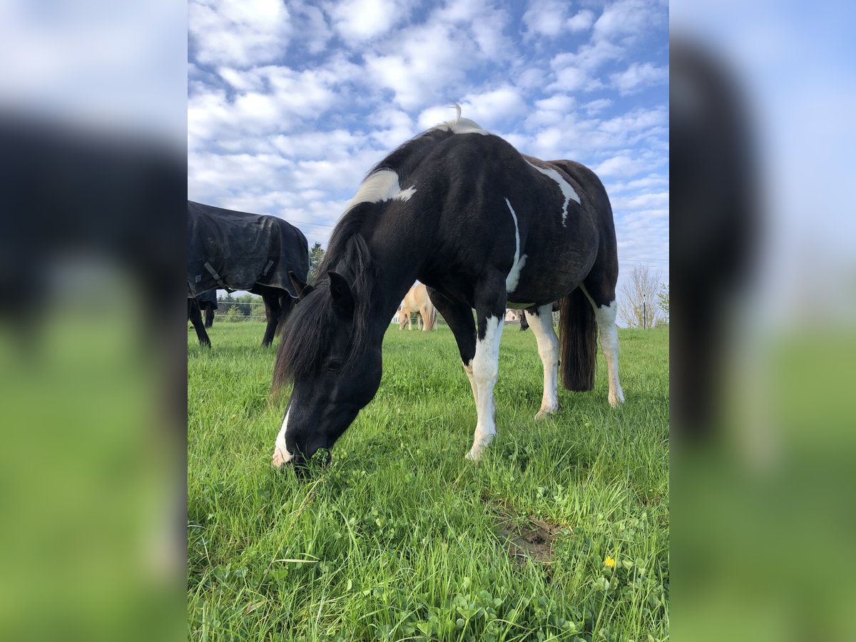 Pinto Horse Castrone 19 Anni 140 cm Pezzato in Eurasburg