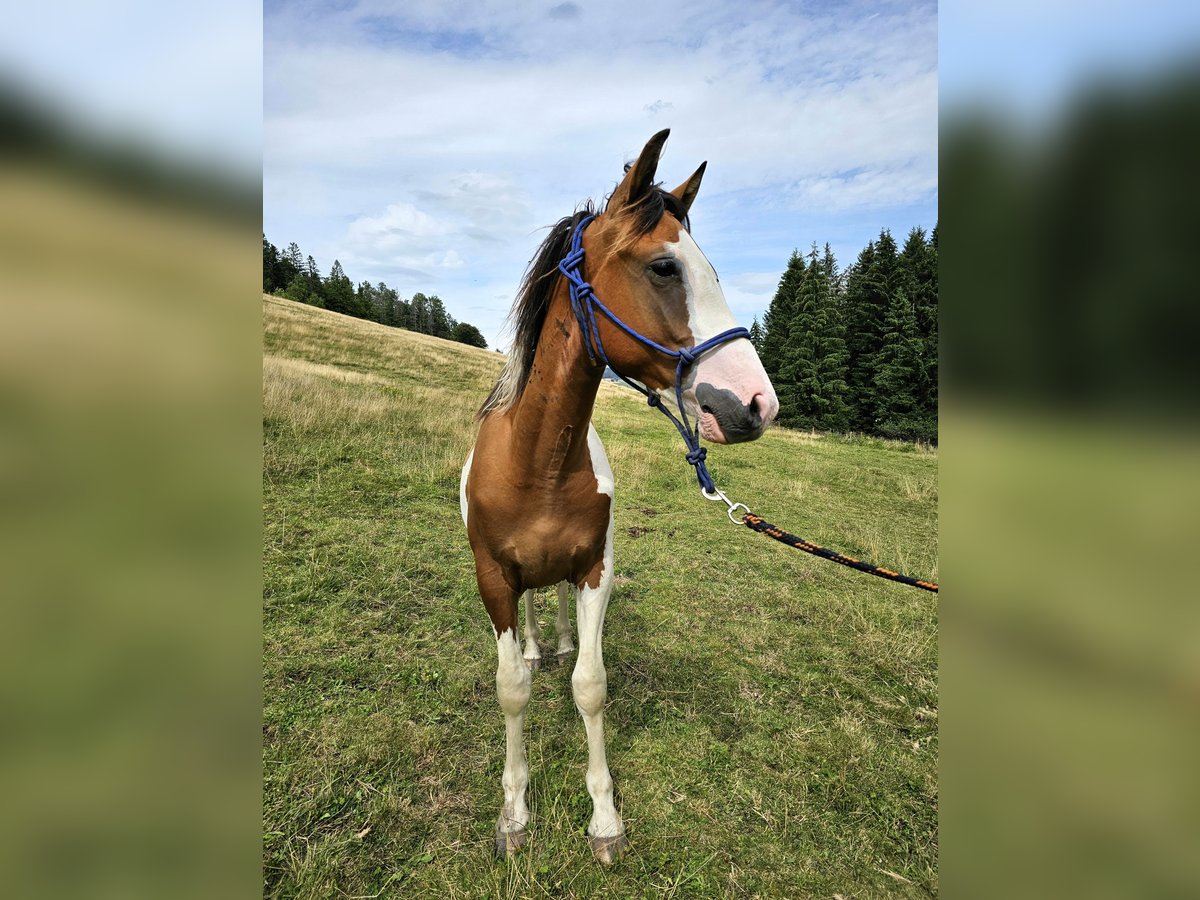 Pinto Horse Mix Castrone 2 Anni 150 cm Pezzato in Steinen