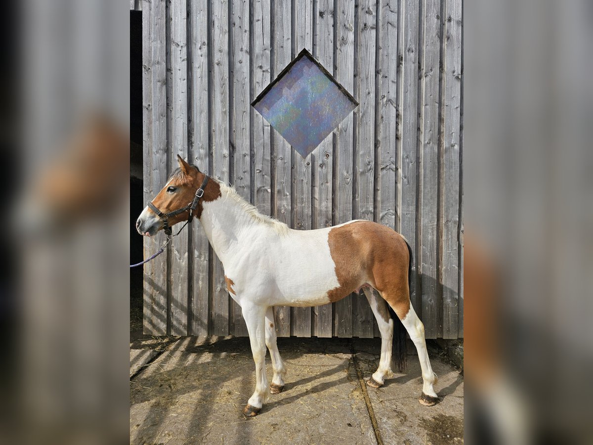 Pinto Horse Mix Castrone 2 Anni 152 cm Pezzato in Steinen