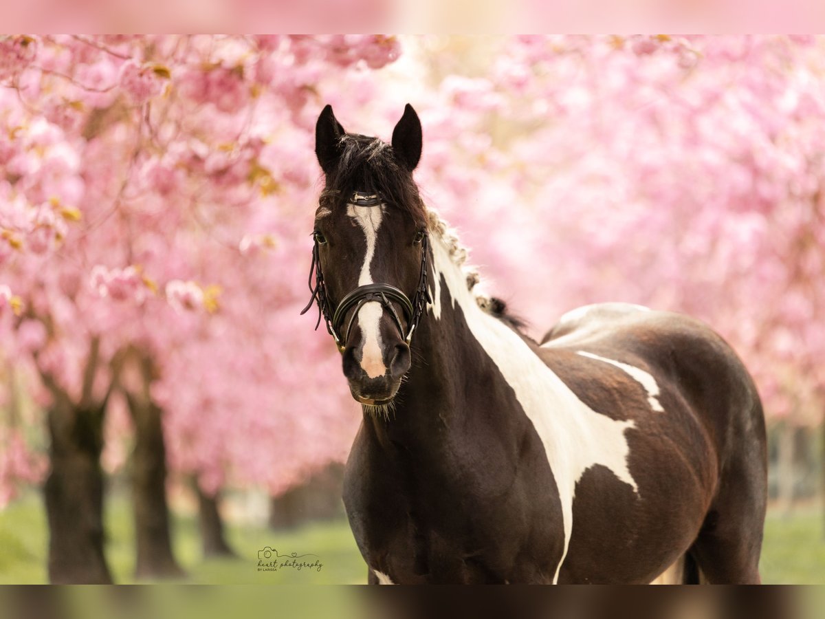 Pinto Horse Castrone 3 Anni 142 cm Pezzato in Bramsche