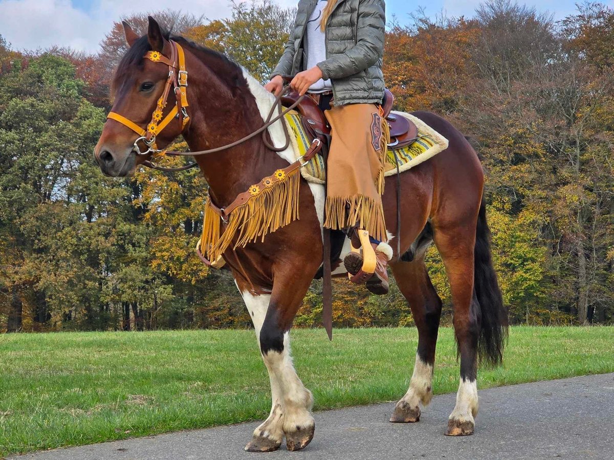 Pinto Horse Castrone 4 Anni 152 cm Pezzato in Linkenbach