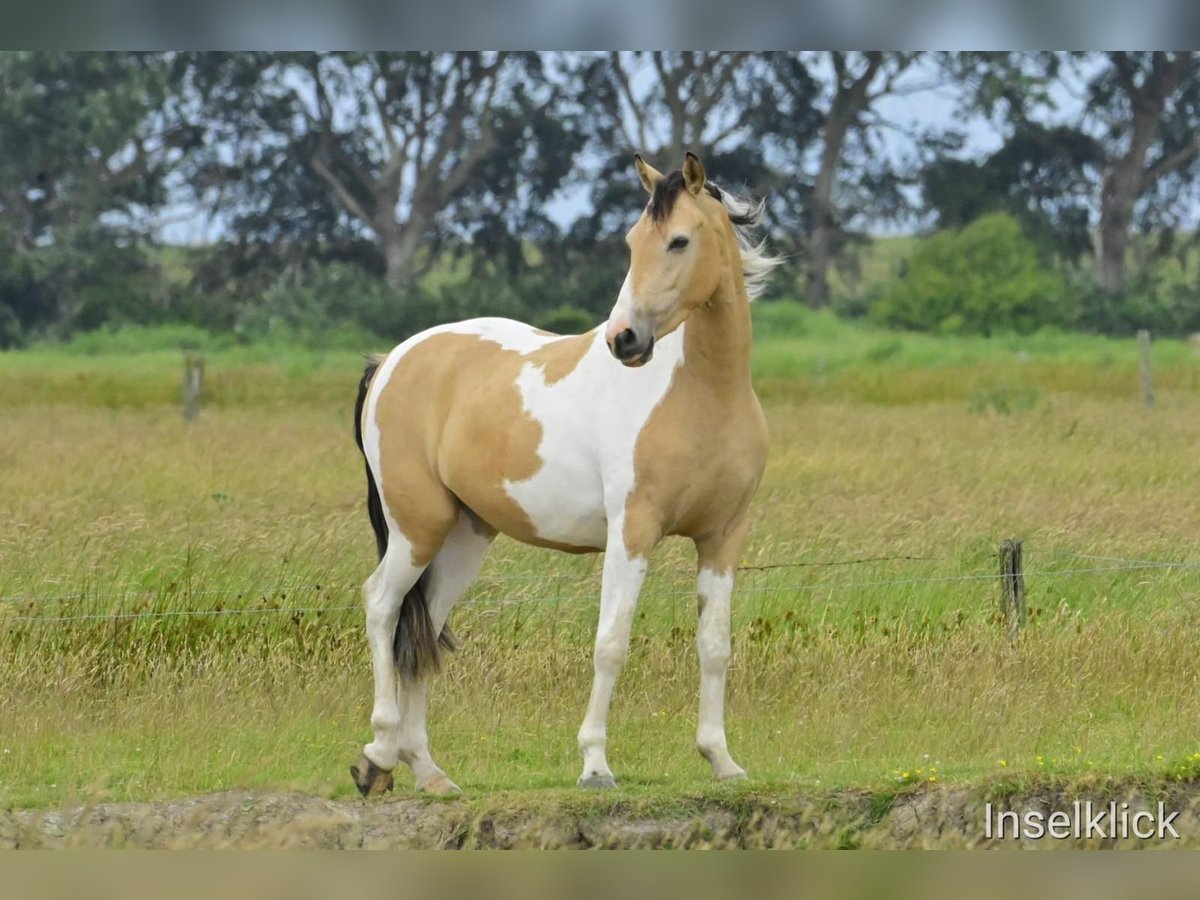 Pinto Horse Castrone 4 Anni 155 cm Pezzato in Alkersum