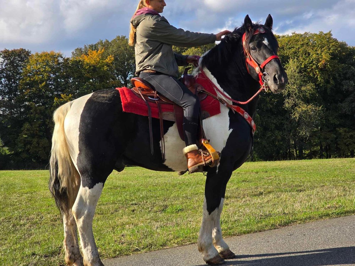 Pinto Horse Castrone 4 Anni 155 cm Pezzato in Linkenbach