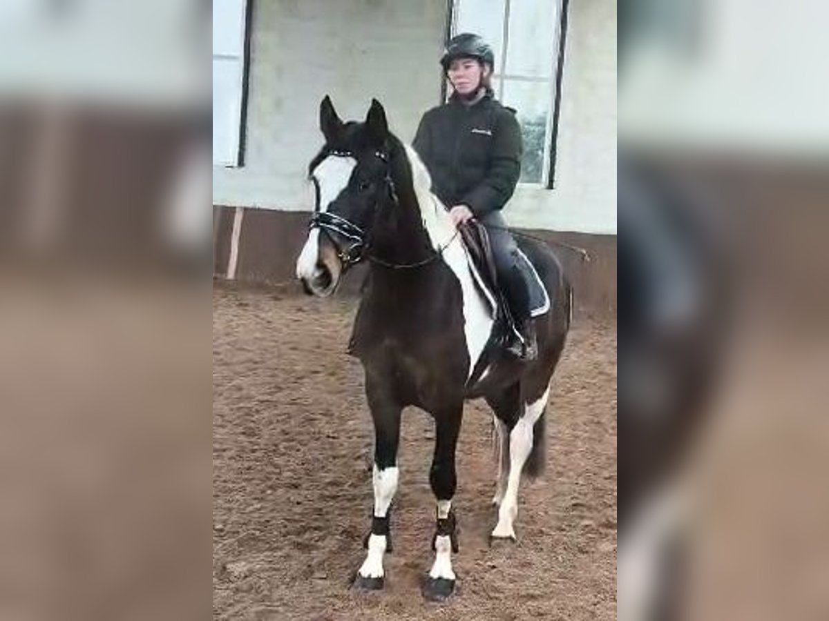 Pinto Horse Castrone 4 Anni 162 cm Pezzato in Braunschweig