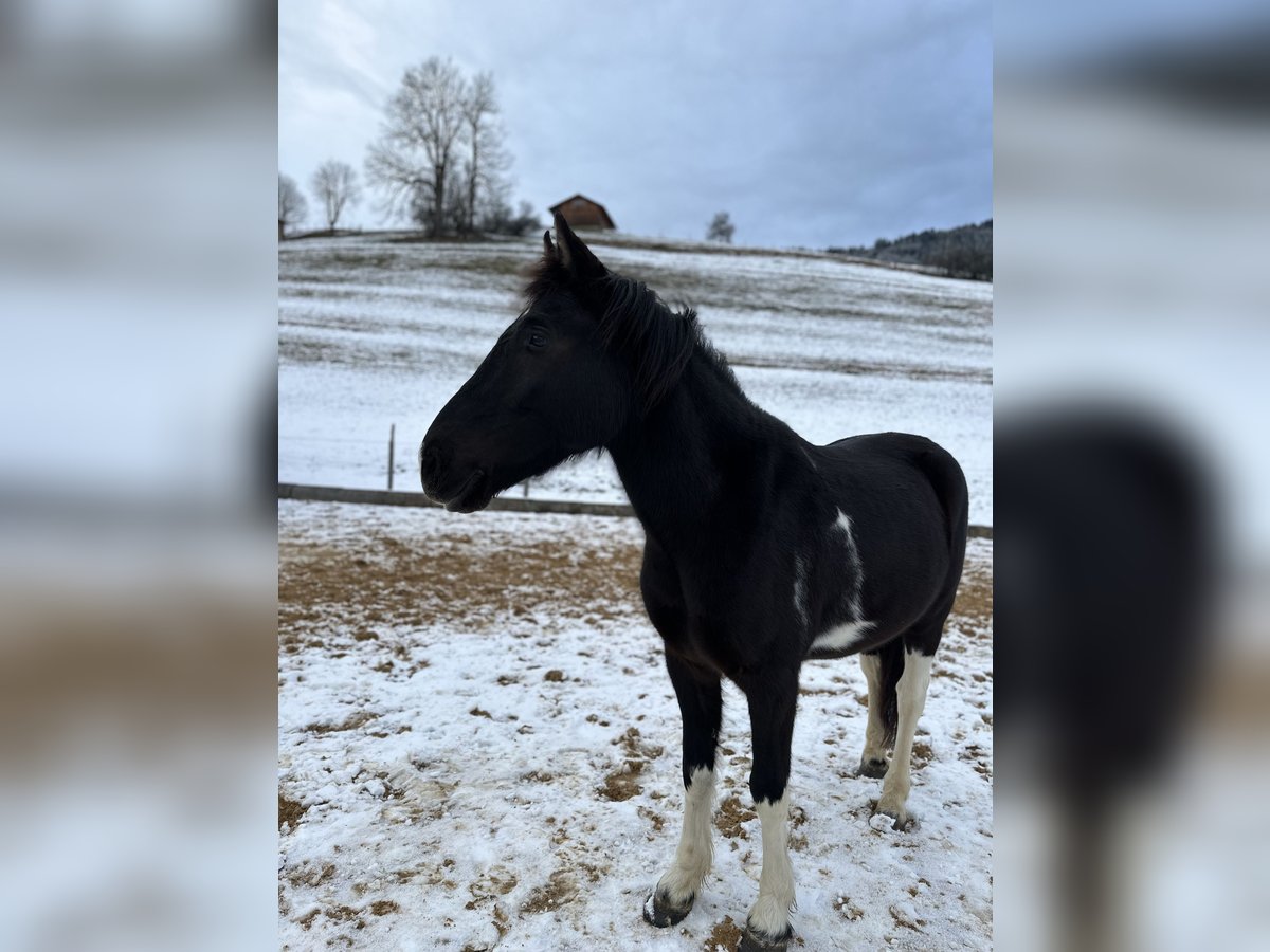 Pinto Horse Castrone 5 Anni 146 cm Pezzato in Bad Hindelang