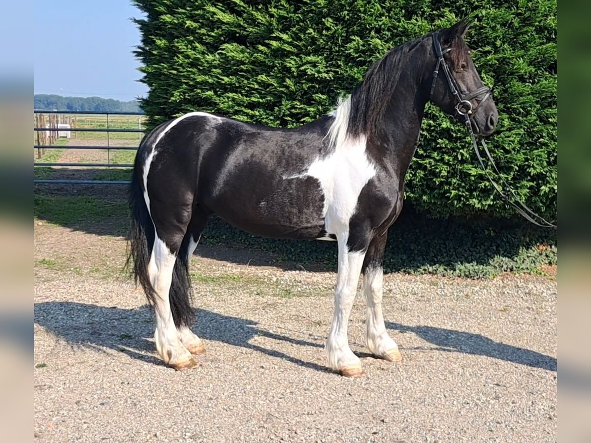 Pinto Horse Castrone 7 Anni 147 cm Pezzato in Oud Gastel