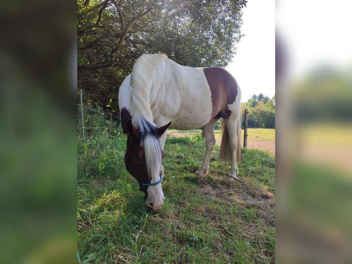 Pinto Horse Castrone 8 Anni 141 cm Pezzato in Wrestedt