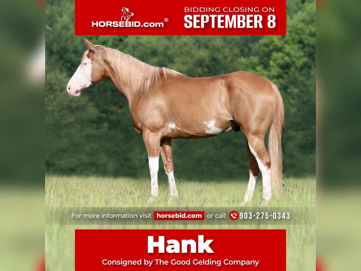 Pinto Horse Mix Castrone 9 Anni 152 cm Pezzato in Athens