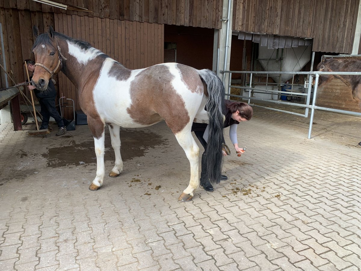 Pinto Horse Mix Castrone 9 Anni 165 cm Tobiano-tutti i colori in Calw