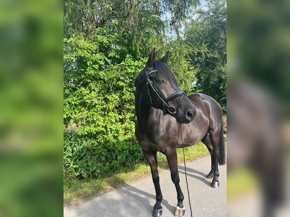 Pinto Horse Castrone 9 Anni 168 cm Morello in Leverkusen