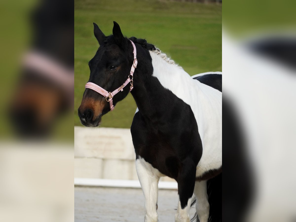 Pinto Horse Giumenta 10 Anni 158 cm Pezzato in Nettersheim
